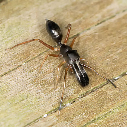 Jumping Spider (Myrmarachne sp) (Myrmarachne sp)